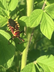 Apiomerus flaviventris