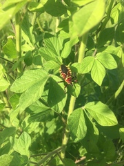 Apiomerus flaviventris