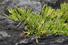 Limbarda crithmoides