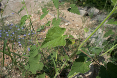 Abutilon parishii