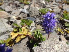 Veronica allionii
