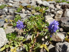 Veronica allionii