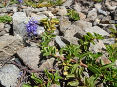 Veronica allionii