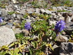 Veronica allionii