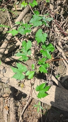 Vitis palmata