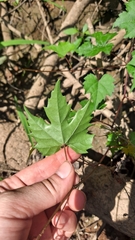 Vitis palmata