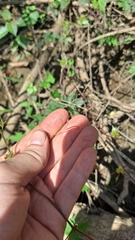 Vitis palmata