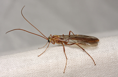 Ophion variegatus