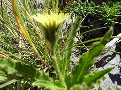 Schlagintweitia intybacea