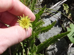 Schlagintweitia intybacea