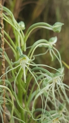 Habenaria kraenzliniana