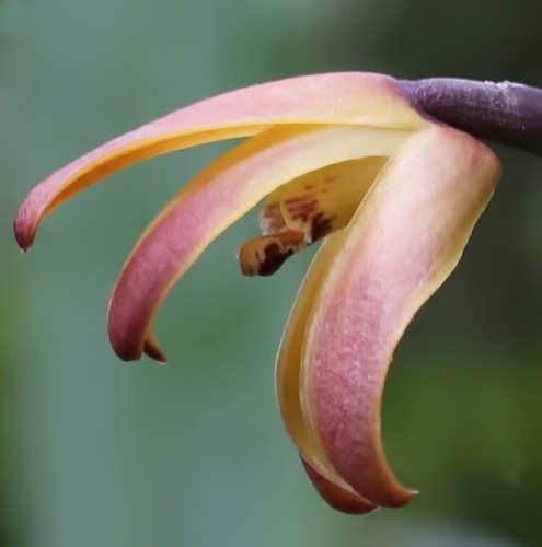 Extended Tiger Orchid