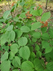 Viburnum wrightii