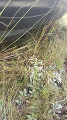 Habenaria kraenzliniana