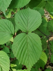 Viburnum wrightii