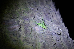 Leptophyes punctatissima