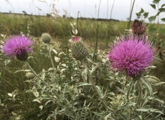 Cirsium flodmanii
