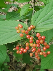 Viburnum wrightii