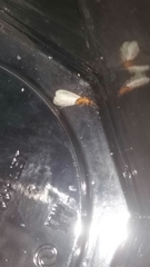 Coptotermes formosanus