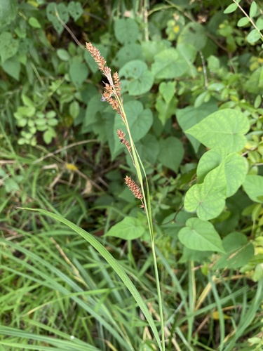 Short's sedge (Carex shortiana)