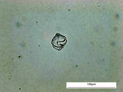 Protoperidinium
