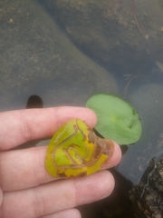 Polypedilum braseniae