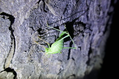 Leptophyes punctatissima