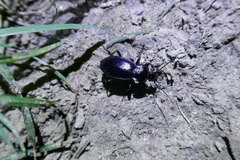 Carabus scheidleri