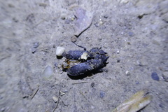 Dorcus parallelipipedus