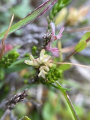 Exobasidium cassiopes
