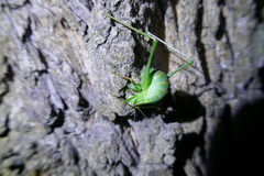 Leptophyes punctatissima