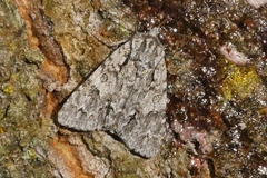 Acronicta auricoma