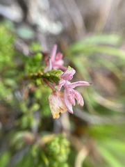 Exobasidium cassiopes