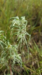 Habenaria kraenzliniana