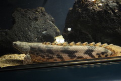 Saddled Bichir photo 3
