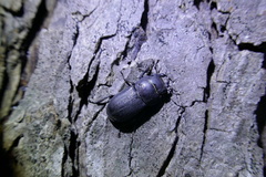 Dorcus parallelipipedus