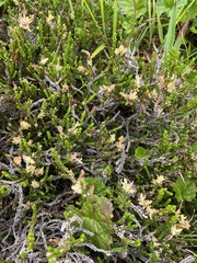 Exobasidium cassiopes