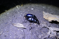 Carabus scheidleri