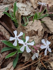 Silene caroliniana