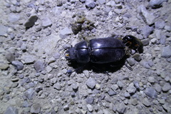 Lucanus cervus