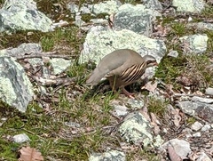 Alectoris