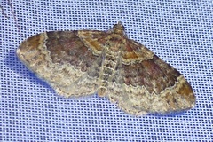 Xanthorhoe spadicearia