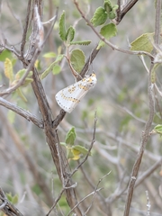 Philtraea paucimacula