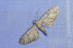 Eupithecia pimpinellata