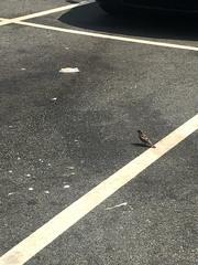 Passer domesticus