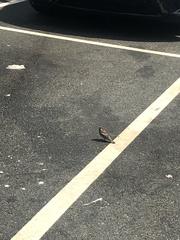 Passer domesticus