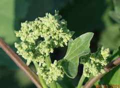 Cyclachaena xanthiifolia