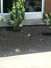 Passer domesticus