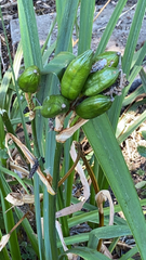 Iris foetidissima