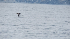 Ardenna tenuirostris